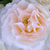 Alb - Trandafir pentru straturi Floribunda - Sweet Blondie